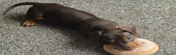 Miniature Dachshund dogs for sale: Stunning miniature dachshund puppies - Advert 33