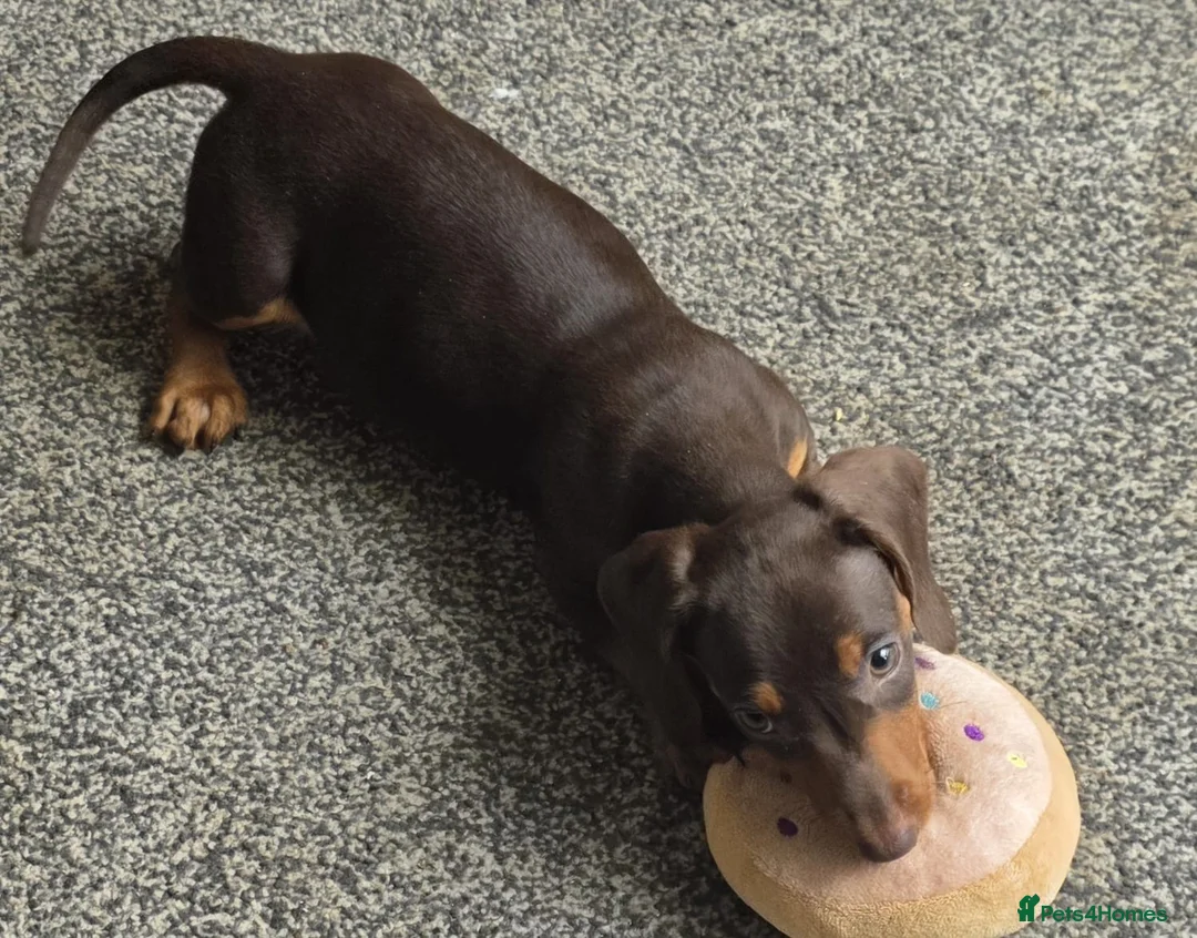 Miniature Dachshund dogs for sale: Stunning miniature dachshund puppies - Advert 33