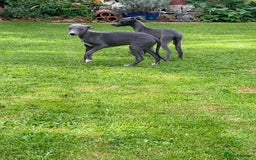 Whippet dogs for sale: 2 whippet puppies remaining ready for new homes - Image 31