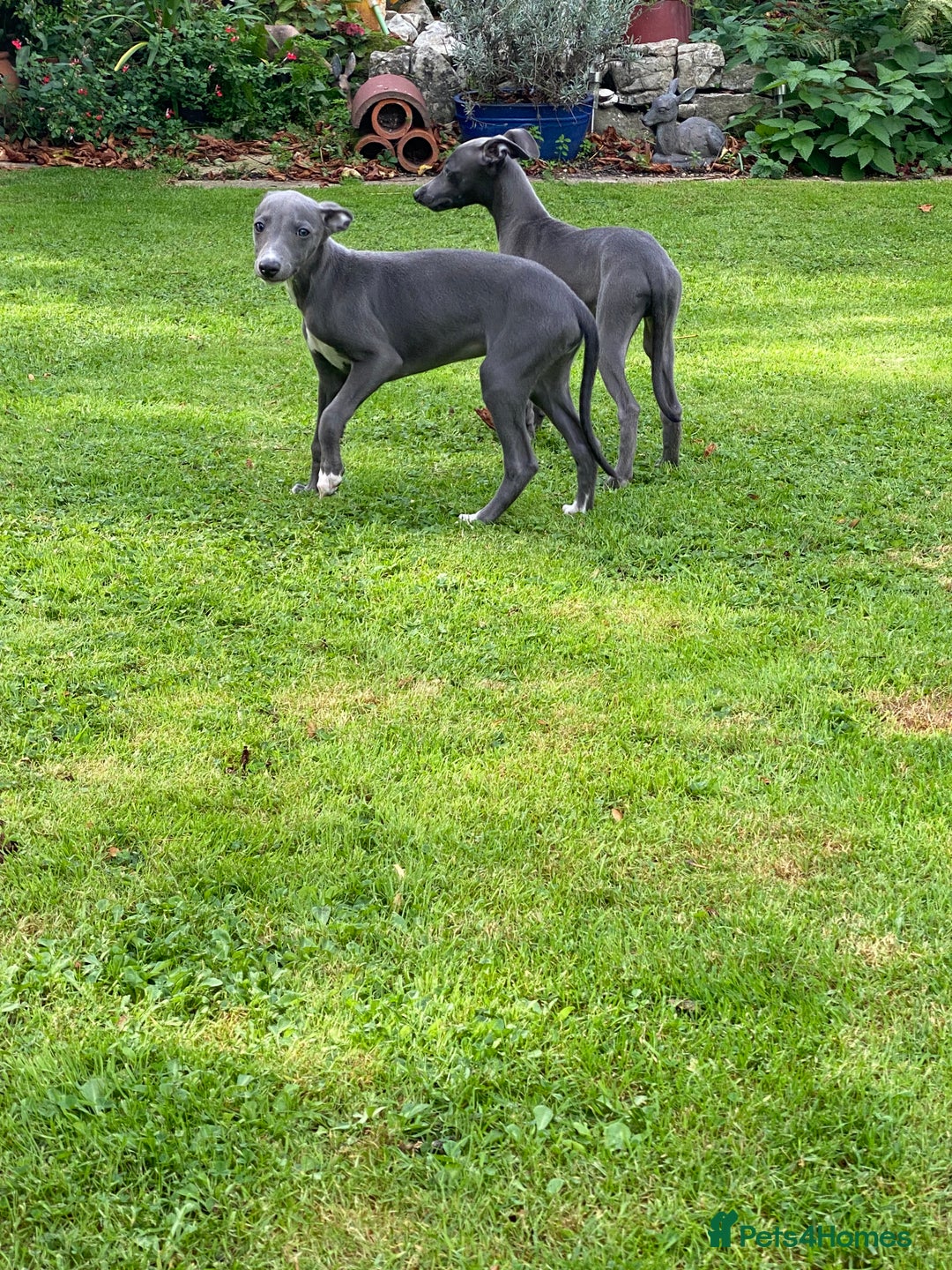 Whippet dogs for sale: 2 whippet puppies remaining ready for new homes - Image 31