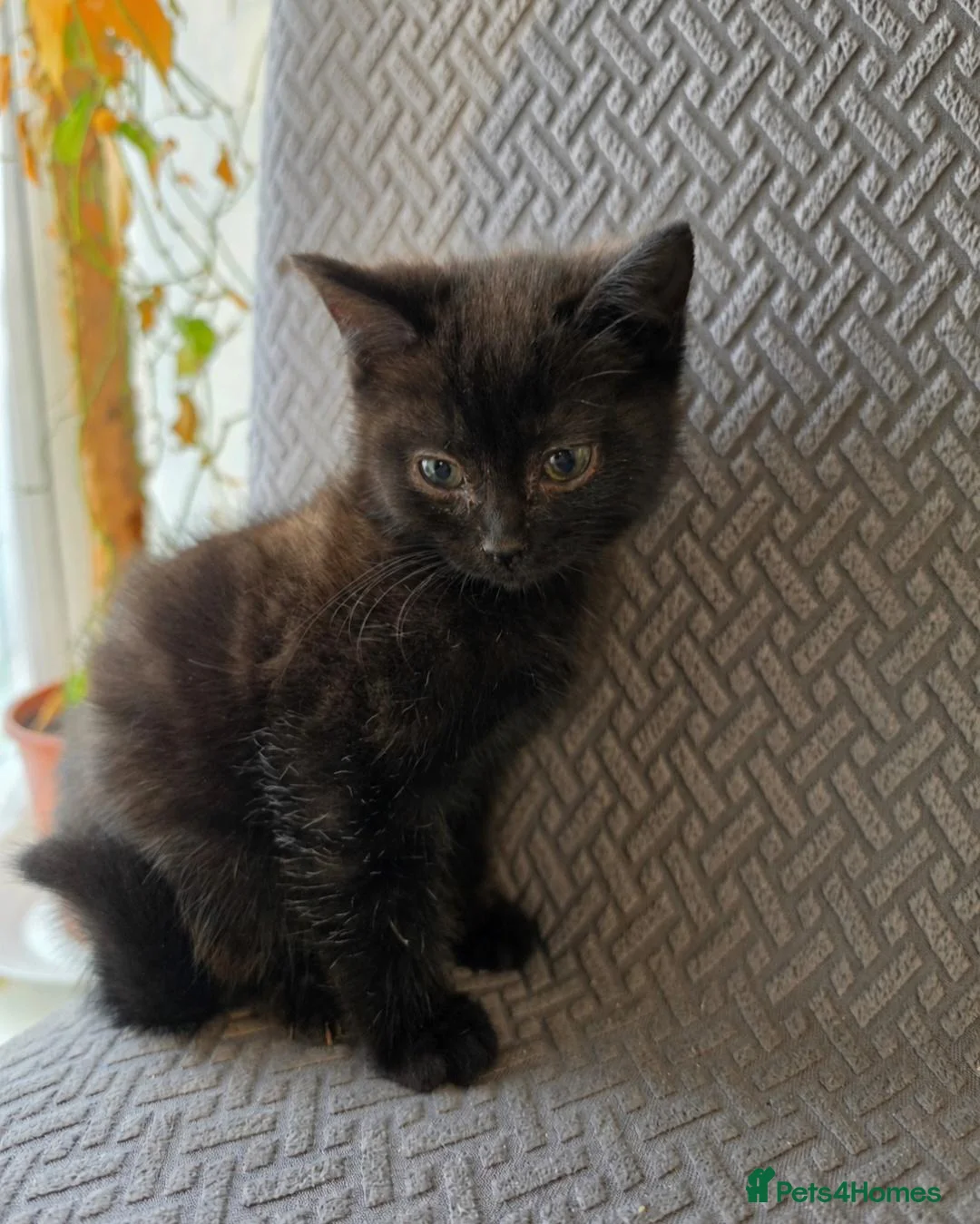 British Shorthair cats for sale: British shorthair X Tabby kitten Male - Advert 2
