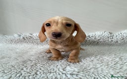Miniature Dachshund dogs for sale: 🥰 3 cream smooth haired ready 6th November🥰  - Image 17