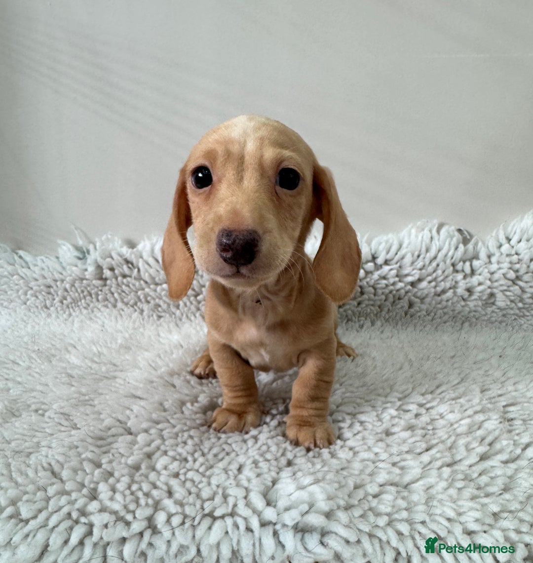 Miniature Dachshund dogs for sale: 🥰 3 cream smooth haired ready 6th November🥰  - Image 17