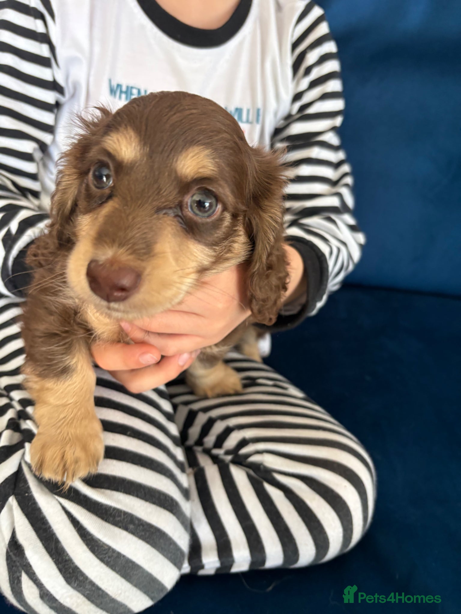 Miniature Dachshund dogs READY NOW Long haired mini dapple dachshund pups - Advert 1