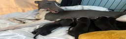 Whippet dogs for sale: Whippet Puppy 🐶  - Advert 10