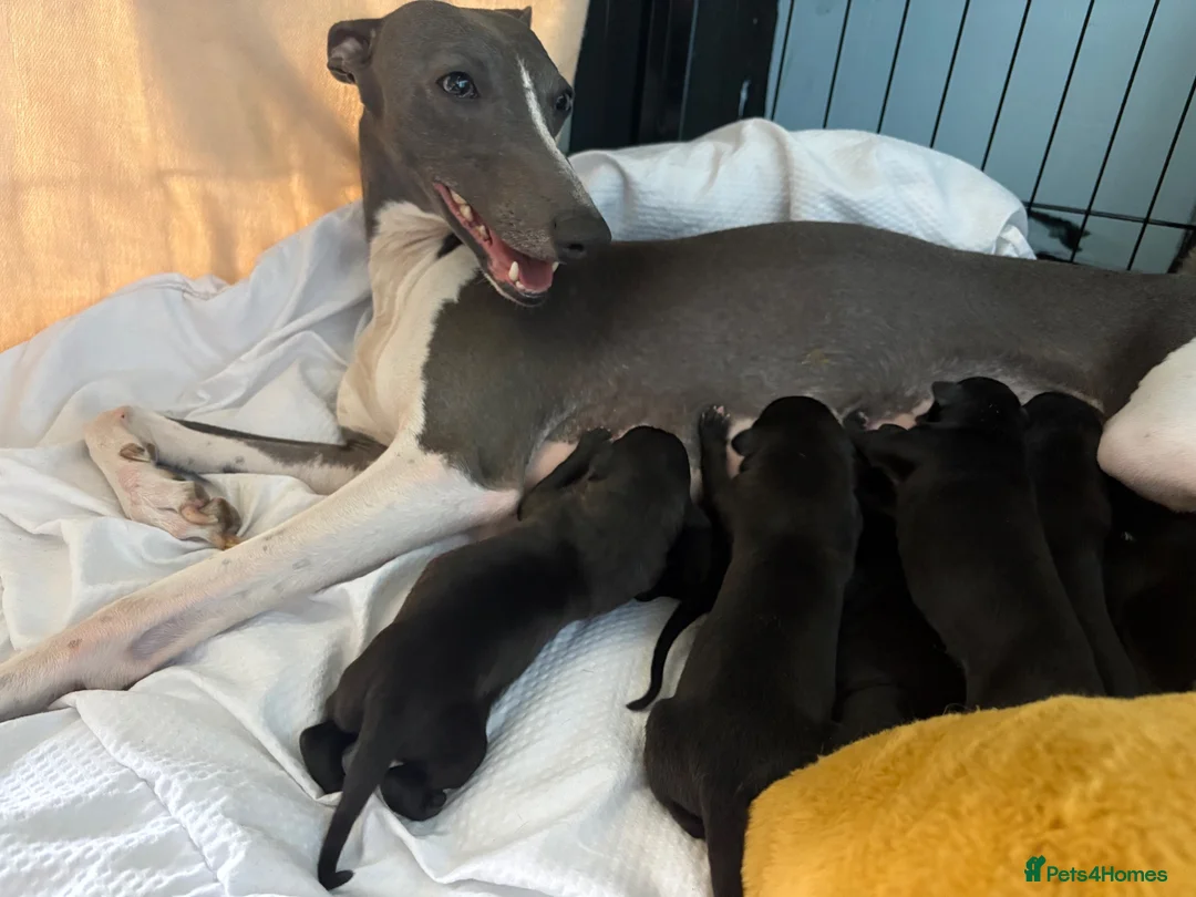 Whippet dogs for sale: Whippet Puppy 🐶  - Advert 10