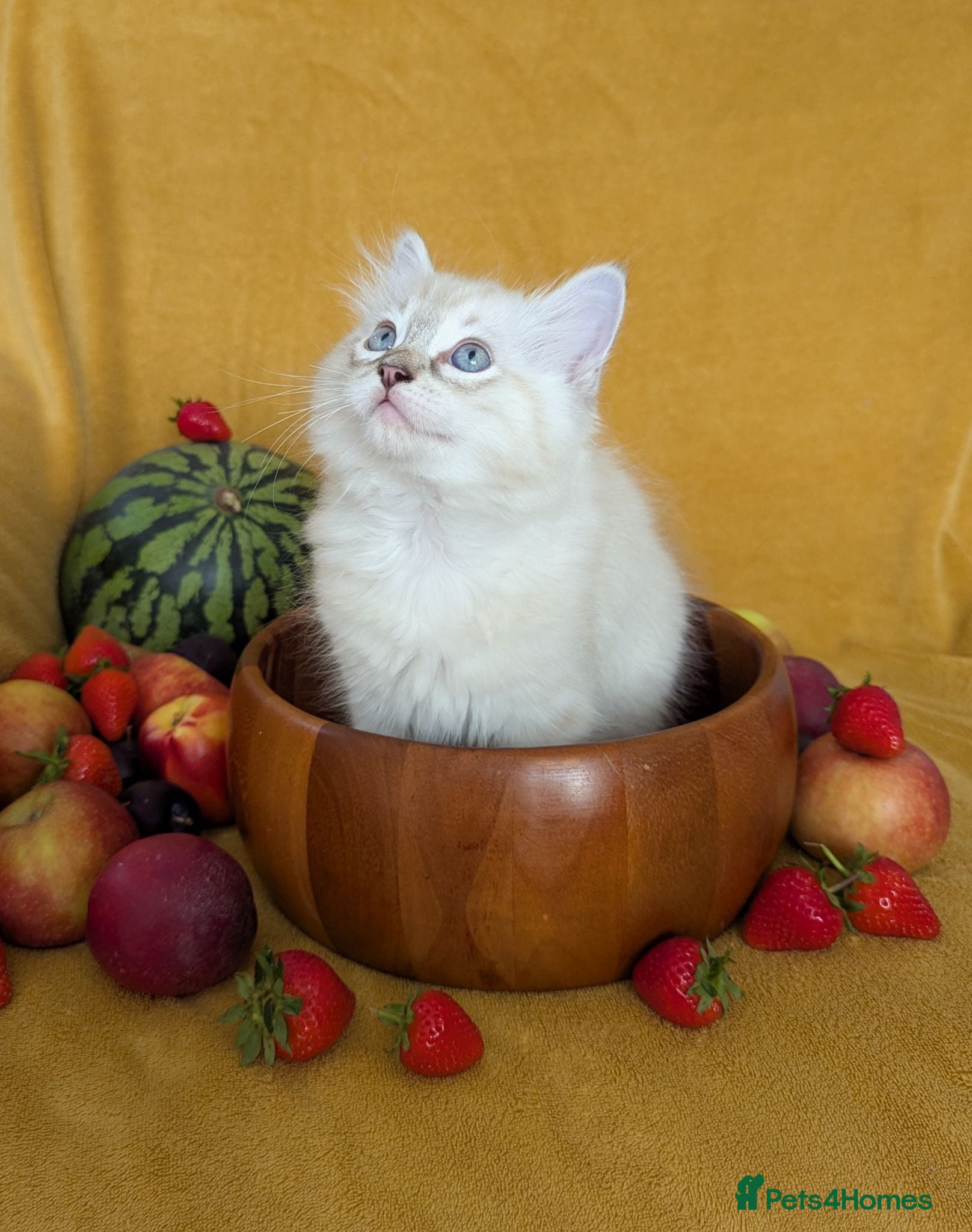 Ragdoll cats GCCF Full Pedigree Ragdoll Kittens - Advert 1