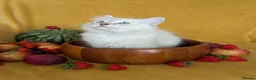 Ragdoll cats for sale: GCCF Full Pedigree Ragdoll Kittens - Advert 1