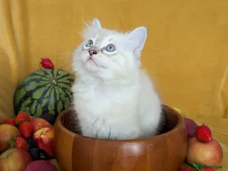 Ragdoll cats GCCF Full Pedigree Ragdoll Kittens - Advert 1