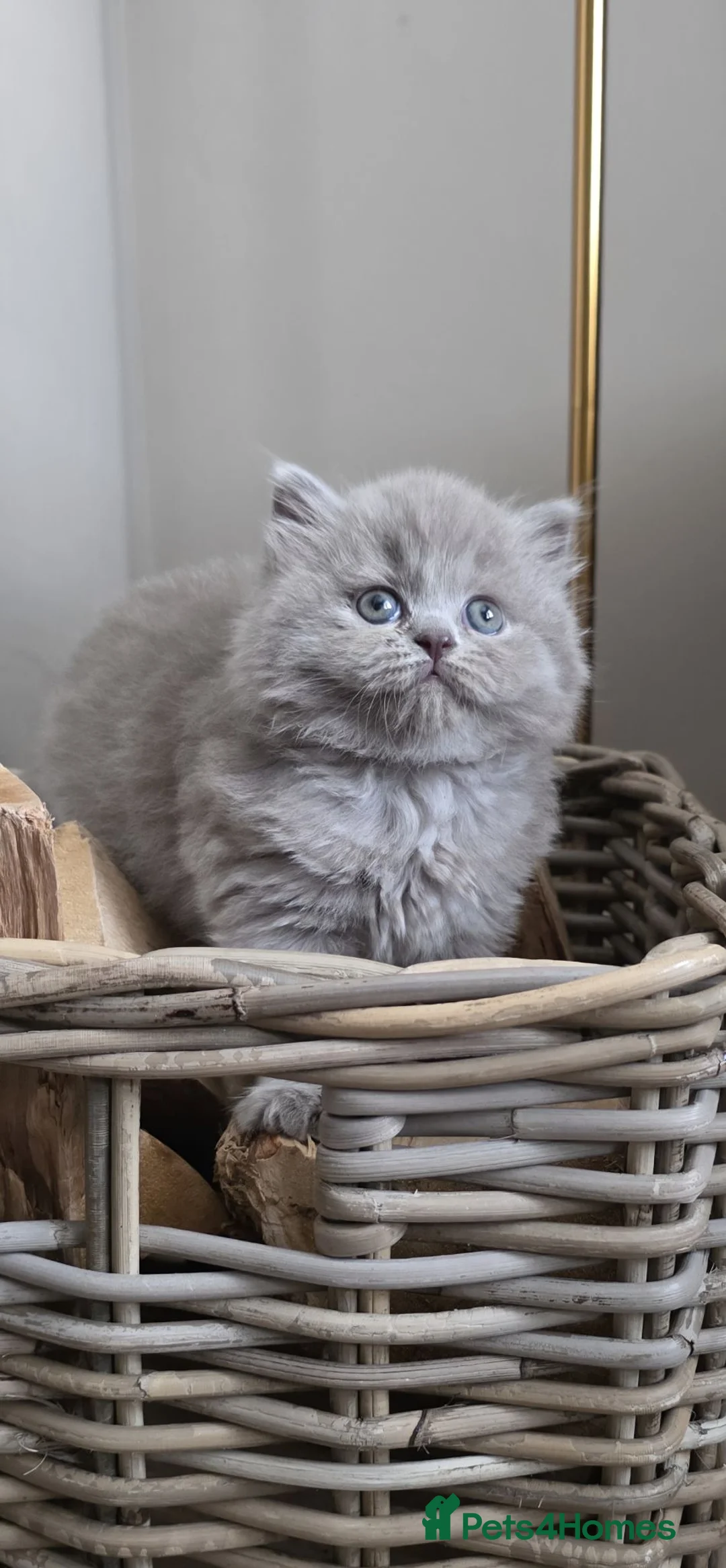 British Longhair cats for sale: GCCF British Longhair champion kitten - Advert 2