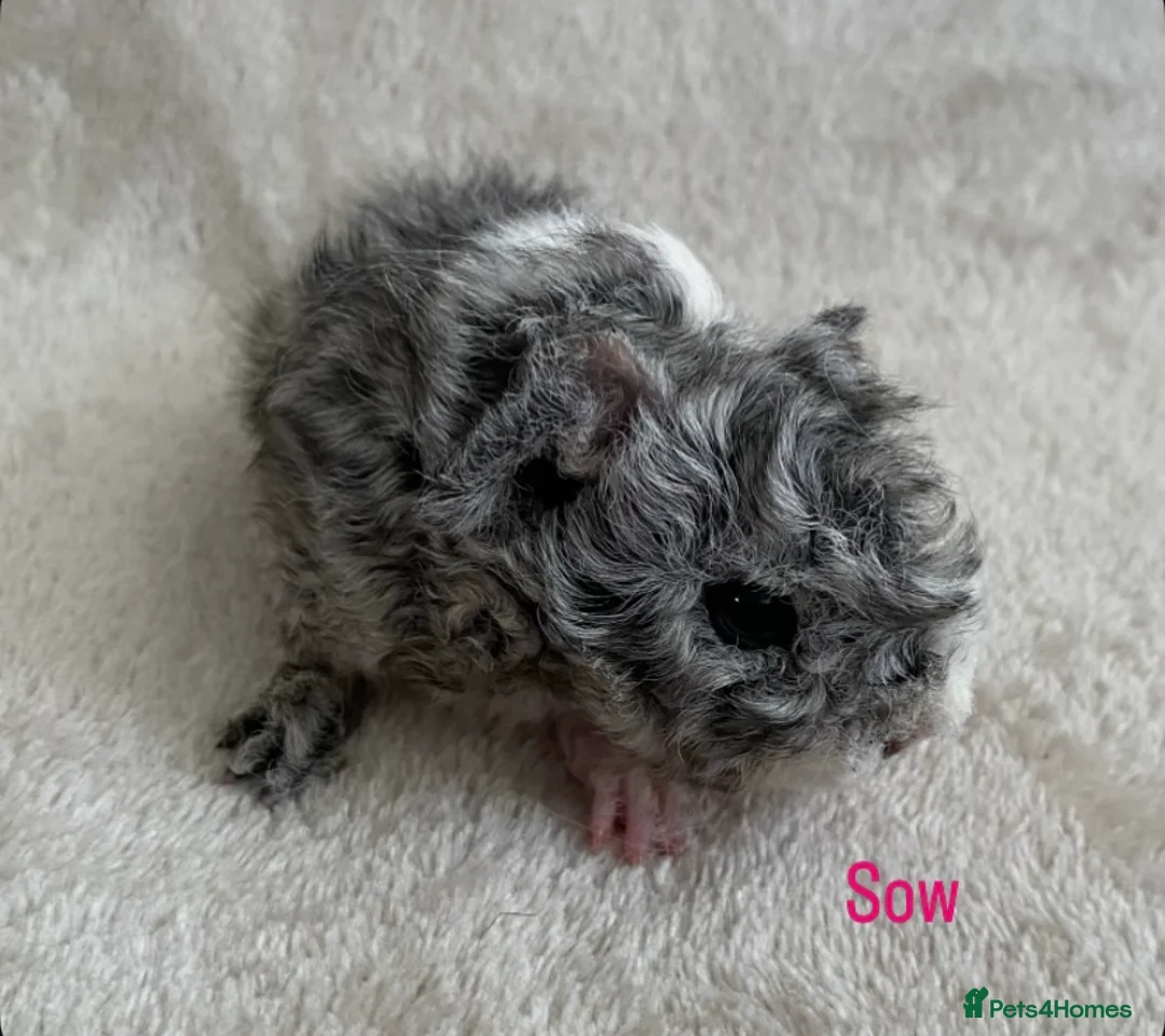 Guinea Pig rodents for sale: Lunkarya babies - Advert 6