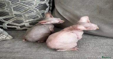 Sphynx cats - Advert 6