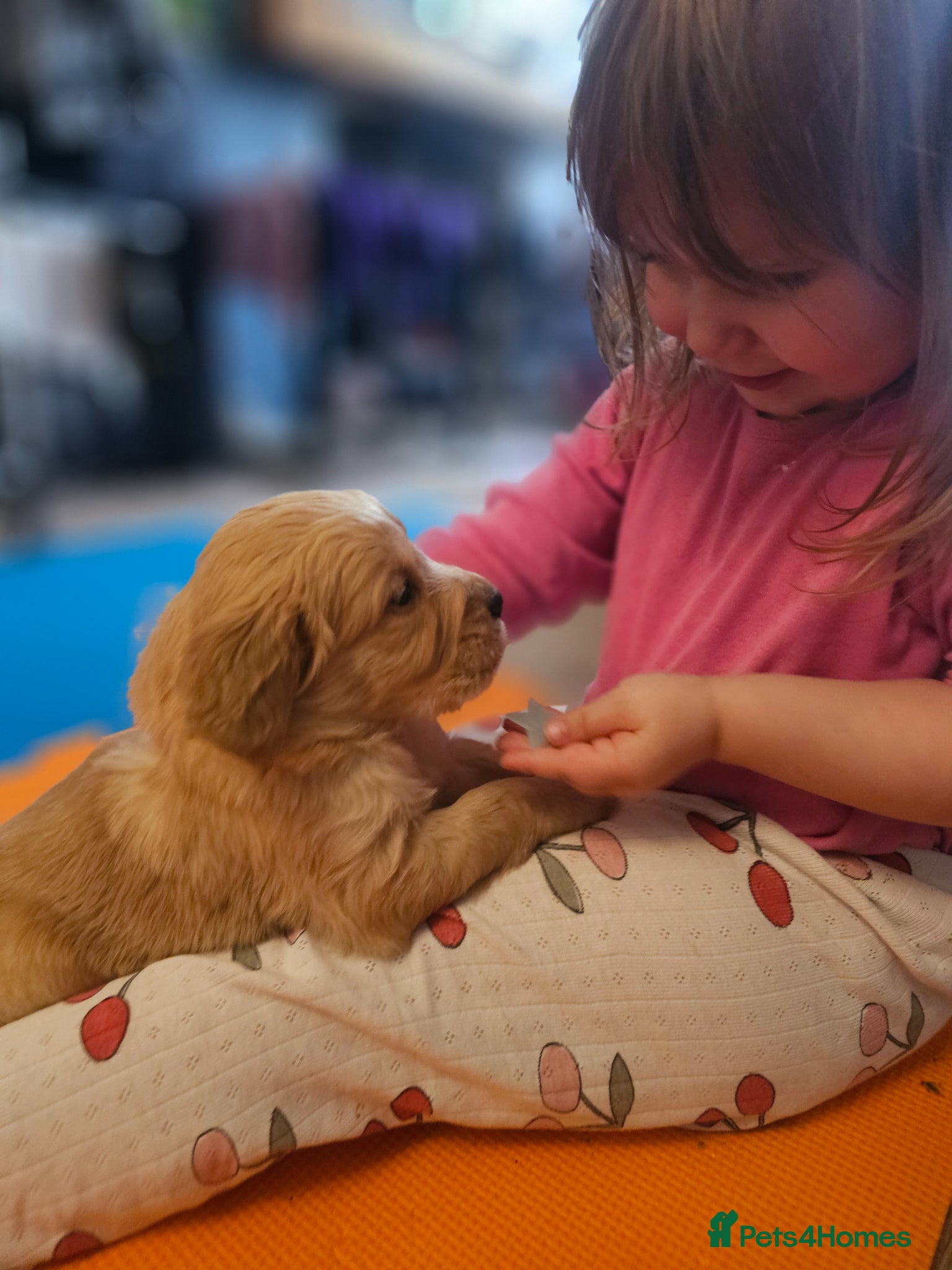 Golden Retriever dogs ✨Beautiful Golden Retrievers puppies! ✨ - Advert 6