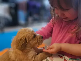 Golden Retriever dogs ✨Beautiful Golden Retrievers puppies! ✨ - Advert 6
