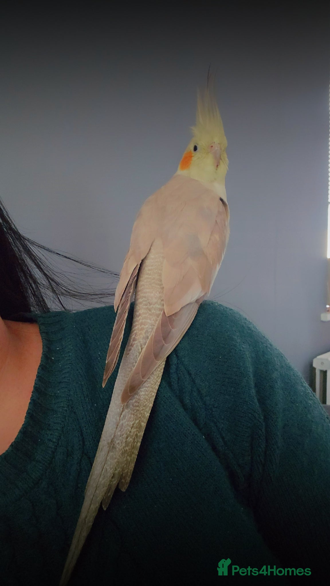 Cockatiels birds Hand tamed cockatiel  - Advert 22
