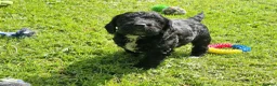 Cockapoo dogs for sale: STUNNING HEALTH TESTED F1 COCKAPOOS READY NOW - Advert 13
