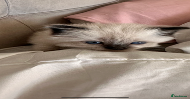 Ragdoll cats ♥️ ADORABLE GCCF BABIES 💙 - Advert 15