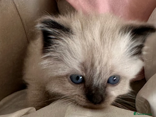 Ragdoll cats ♥️ ADORABLE GCCF BABIES 💙 - Advert 15