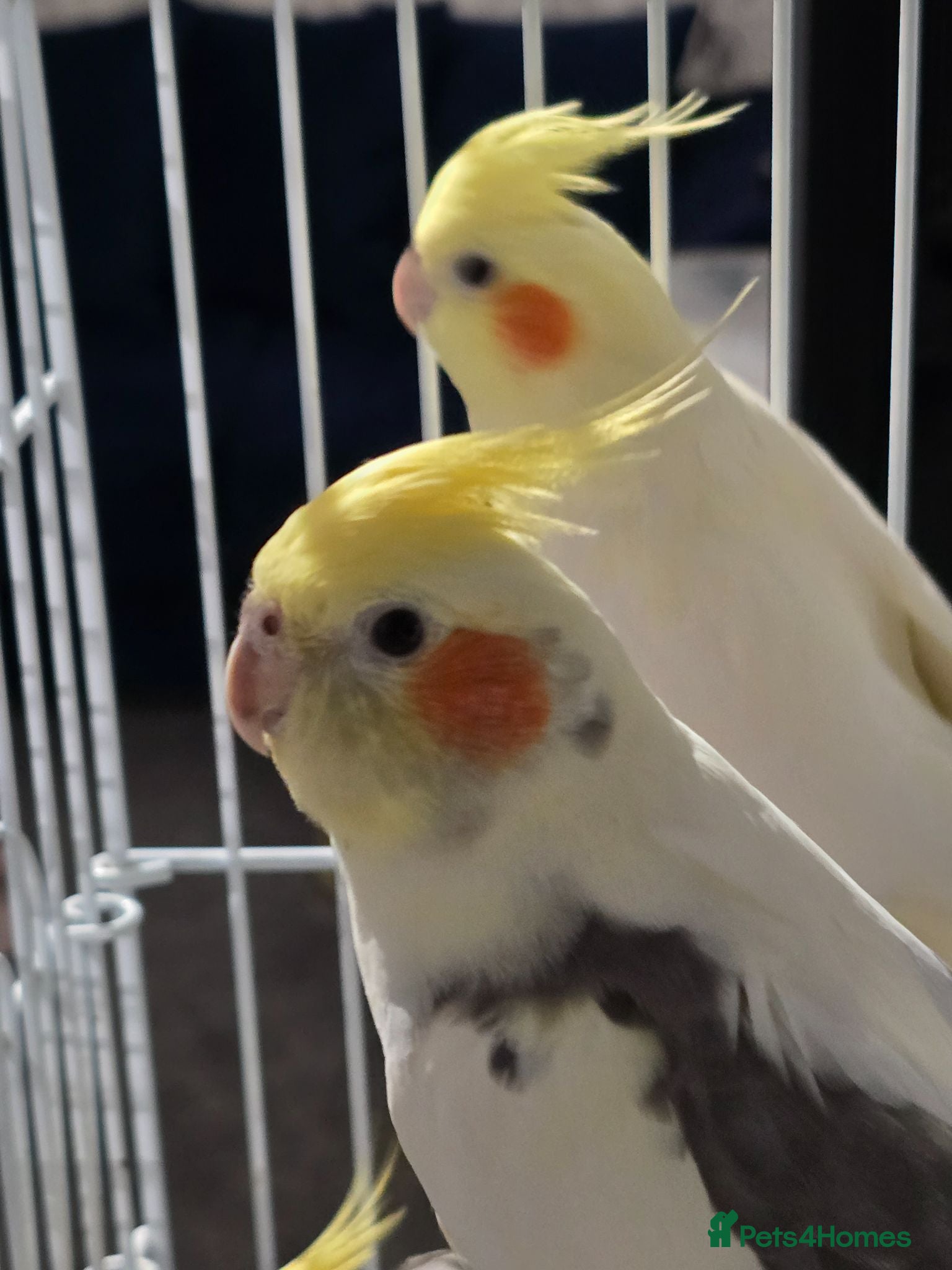 Cockatiels birds Cockatiels  - Advert 13
