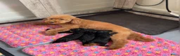 Cockapoo dogs for sale: Outstanding F1BB Health Tested Cockapoo - Advert 5