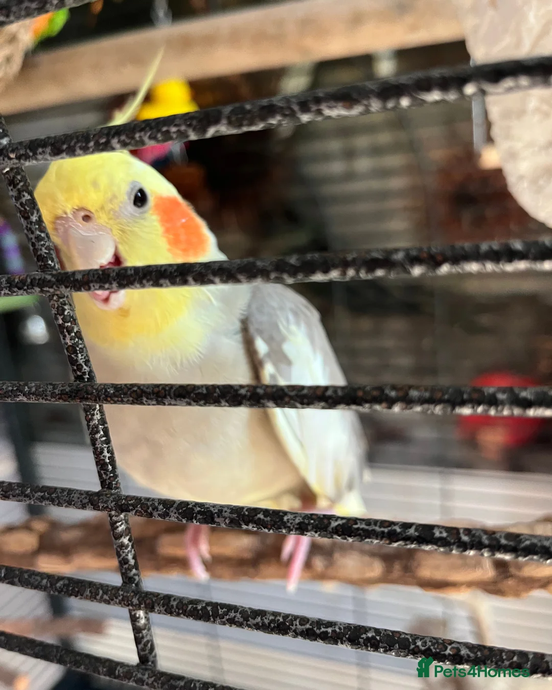 Cockatiels birds for sale: Friendly Cockatiel with Cage + Accessories - Advert 2