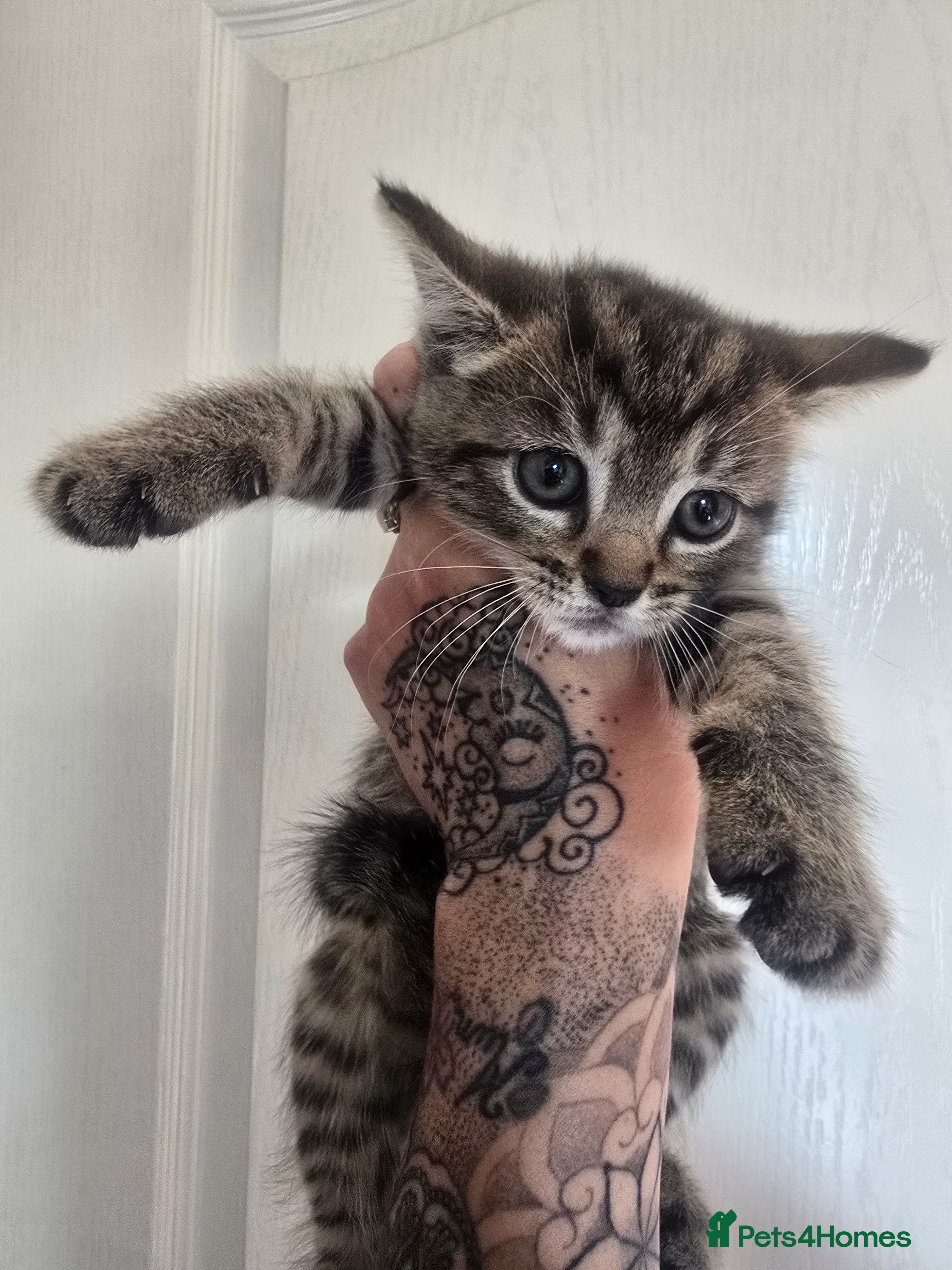 Mixed Breed cats for sale: 5 beautiful kittens looking for their forever home in Fleetwood - Advert 8
