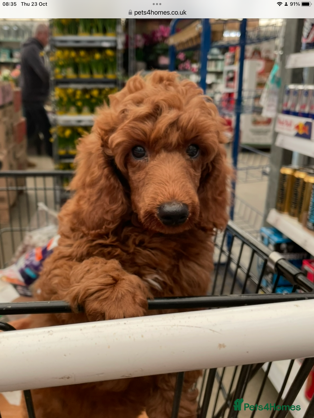 Miniature Poodle dogs for stud: Miniature poodle (stud only) - Advert 4