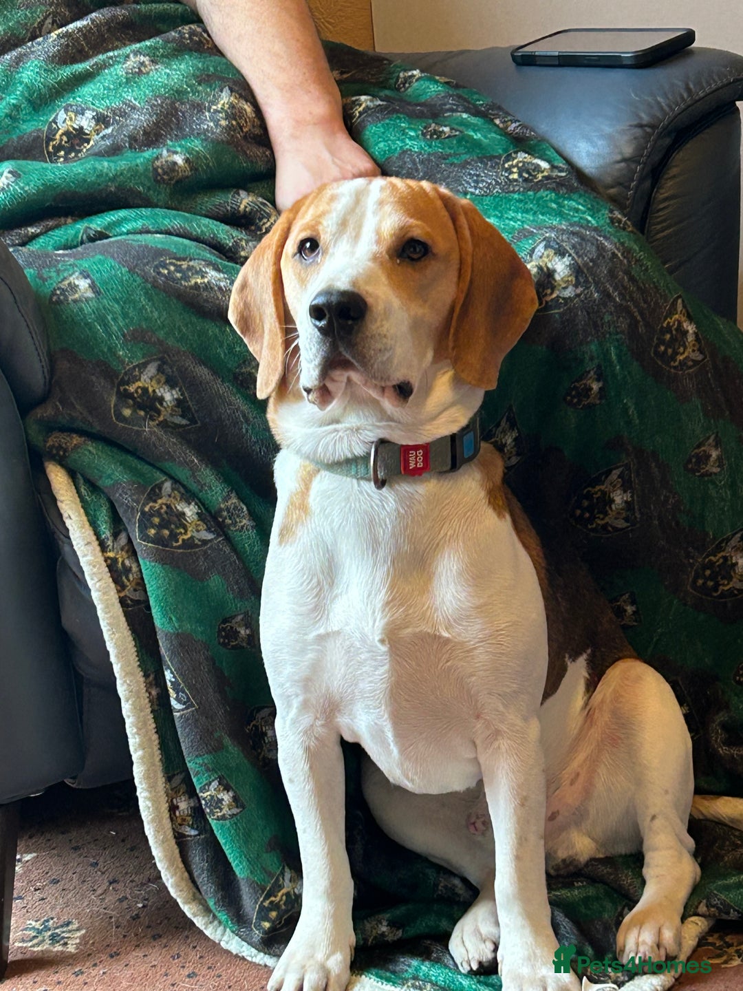 Beagle dogs for sale: Archie the Beagle for sale  - Image 3