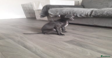 Italian Greyhound dogs - Advert 2