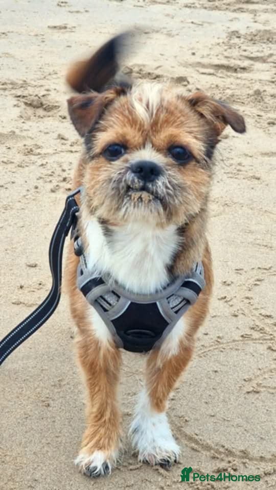 Mixed Breed dogs JACK russel X CHIHUAHUA x shitzu  - Advert 15