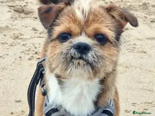 Mixed Breed dogs JACK russel X CHIHUAHUA x shitzu - Advert 1