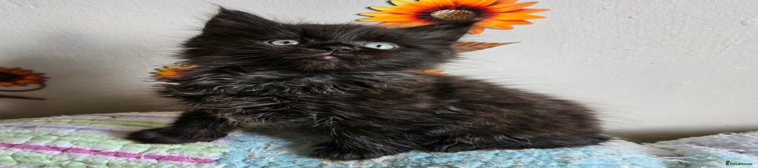 Maine Coon Kitten 1 Sid