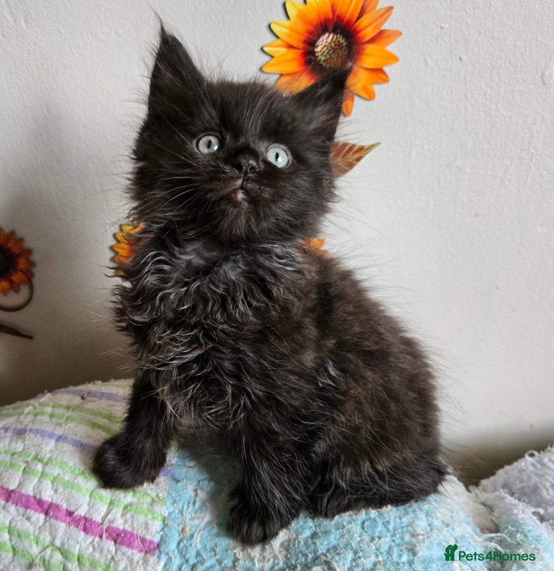 Maine Coon cats for sale: Stunning GCCF Maine Coon kittens  - Image 9