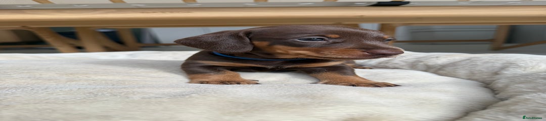 Miniature Dachshund Puppy 3