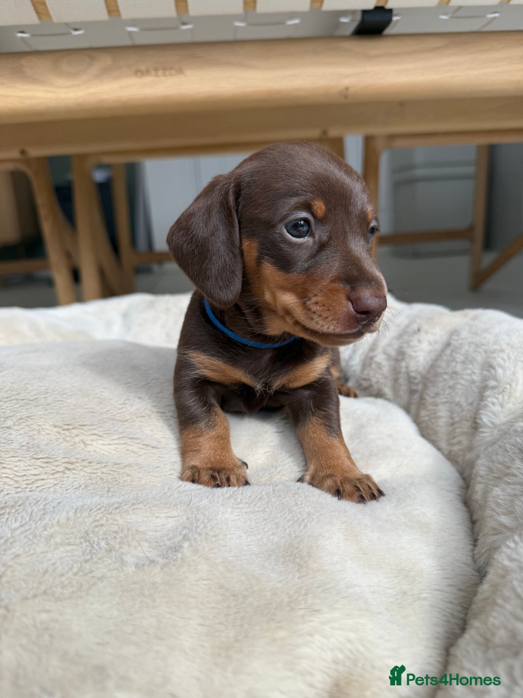 Miniature Dachshund dogs for sale: 4 mini chocolate tan male dachshund puppies - Image 10