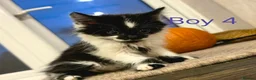 Mixed Breed cats for sale: ​🐾 6 Beautiful Kittens ready to go 💙🩷 - Advert 29