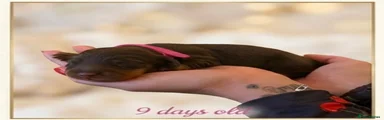 Miniature Dachshund 3 - Brownie