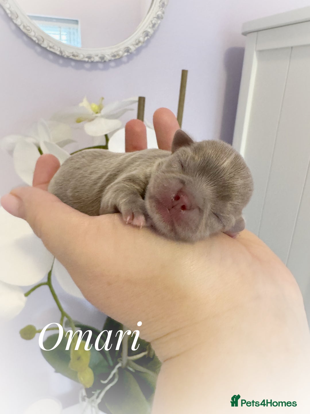 Chihuahua dogs for sale: Kc reg chocolate and lilac LC quality puppies - Advert 1