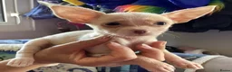 Chihuahua dogs for sale: Gorgeous tiny Chihuahua babies - Advert 15