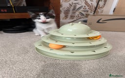 Mixed Breed cats for sale: Kittens - Image 16