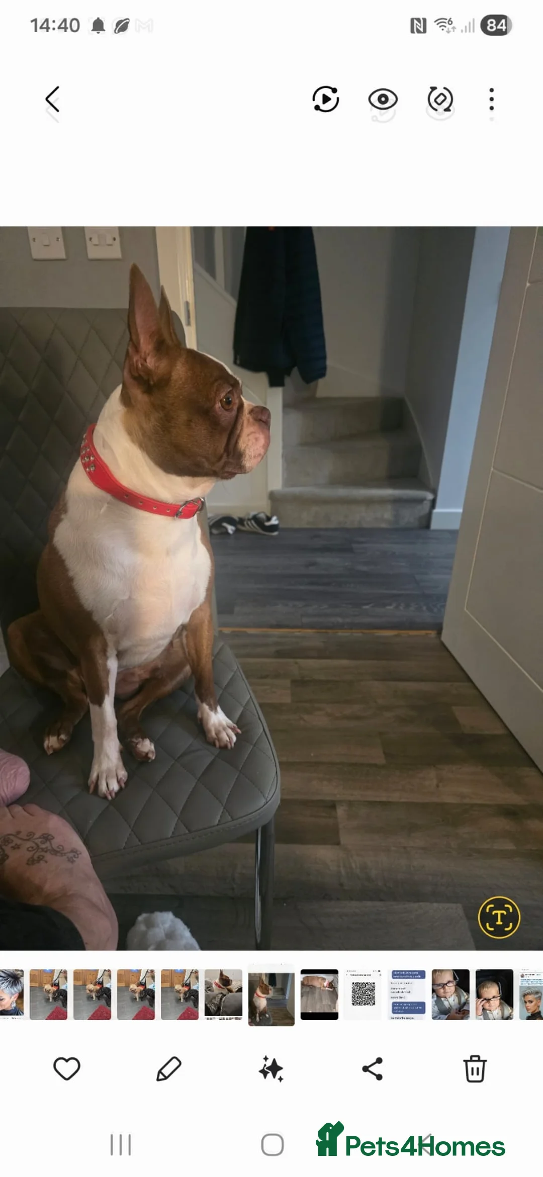 Boston Terrier dogs for sale: BEAUTIFUL BOSTON TERRIER PUPS  - Advert 1