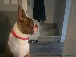 Boston Terrier dogs BEAUTIFUL BOSTON TERRIER PUPS - Advert 5