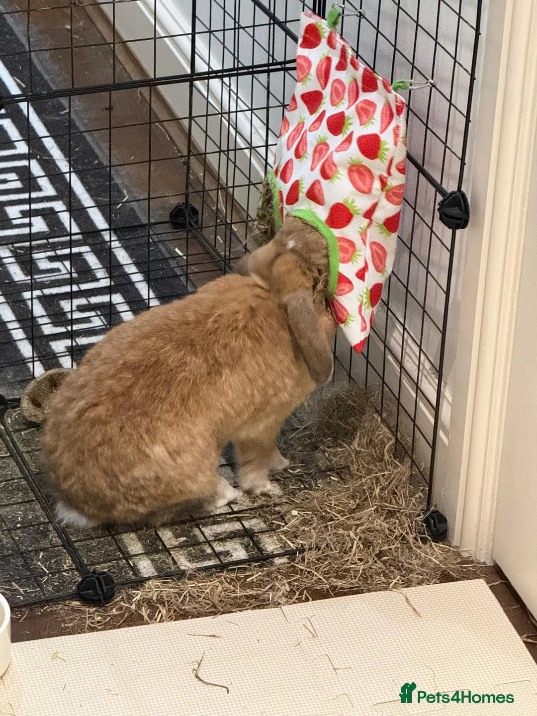 Mini Lop rabbits for sale: 1 year old Mini Lop urgently needs a new home in Brentwood - Advert 2