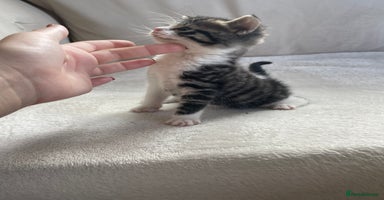 Mixed Breed cats - Advert 4