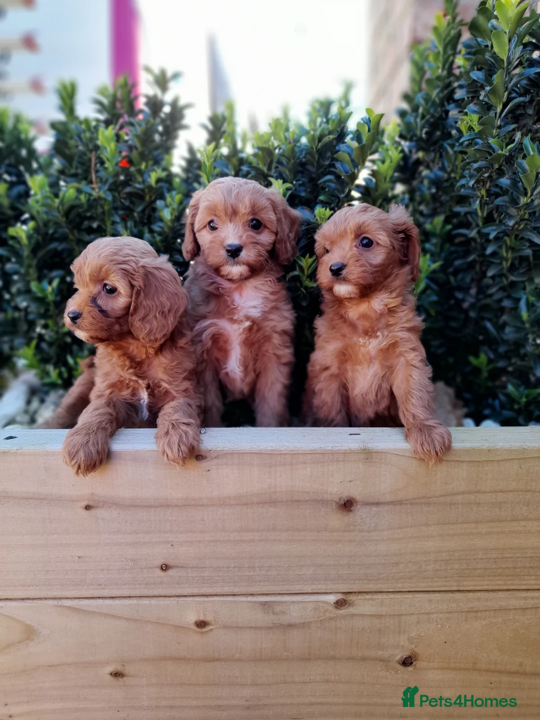 Cavalier King Charles Spaniel dogs for sale: Toy cavapoo in Wisbech - Advert 1