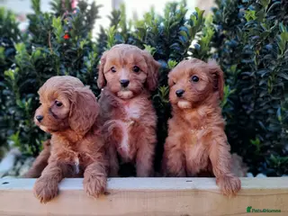 Cavalier King Charles Spaniel dogs Toy cavapoo - Advert 16