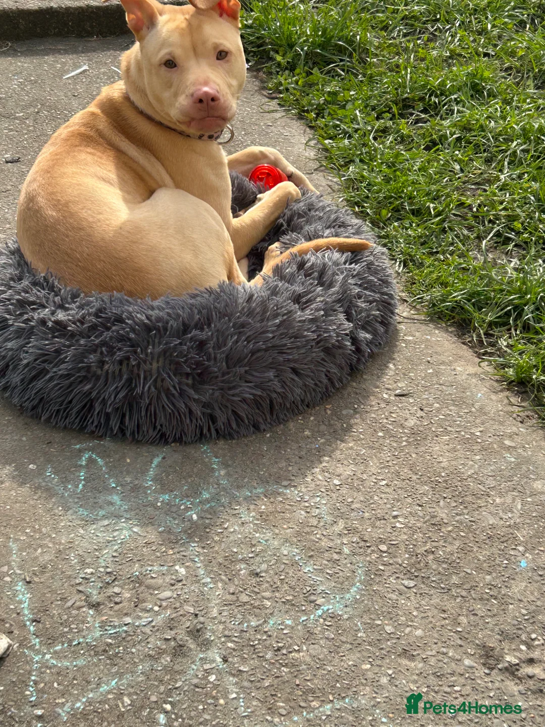 Mixed Breed dogs for sale: 7 month old Narla - Advert 4