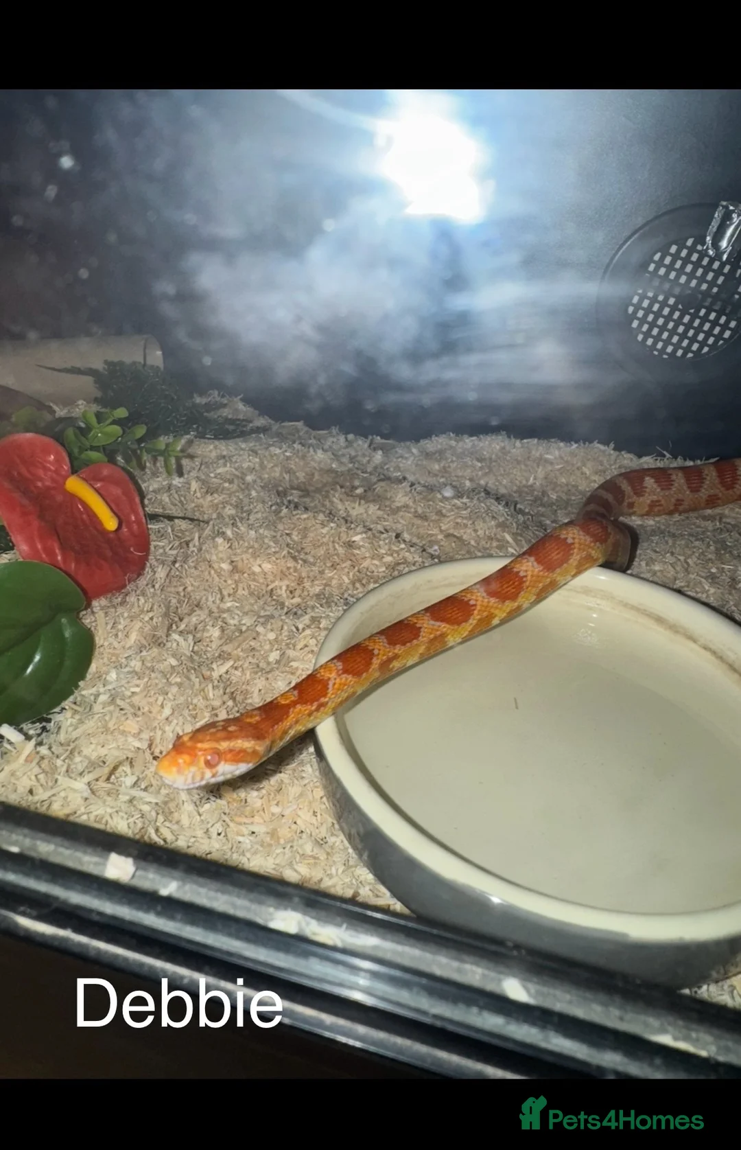Corn Snake reptiles for sale: 2x corn snakes  in Uckfield - Advert 2