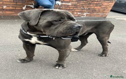 Cane Corso dogs for sale: CANE CORSO 15 MONTHS OLD*MUST GO TO A GOOD HOME - Image 1