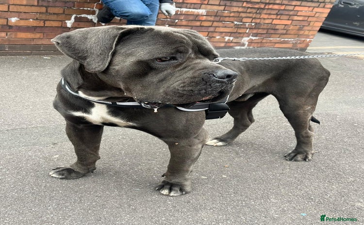 Cane Corso dogs - Advert 1